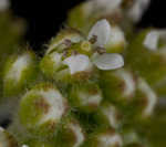 Field pepperweed